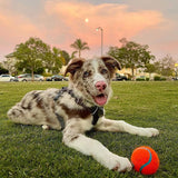 ChuckIt! Ball Launcher W/ Bonus Pack-A-Hatch